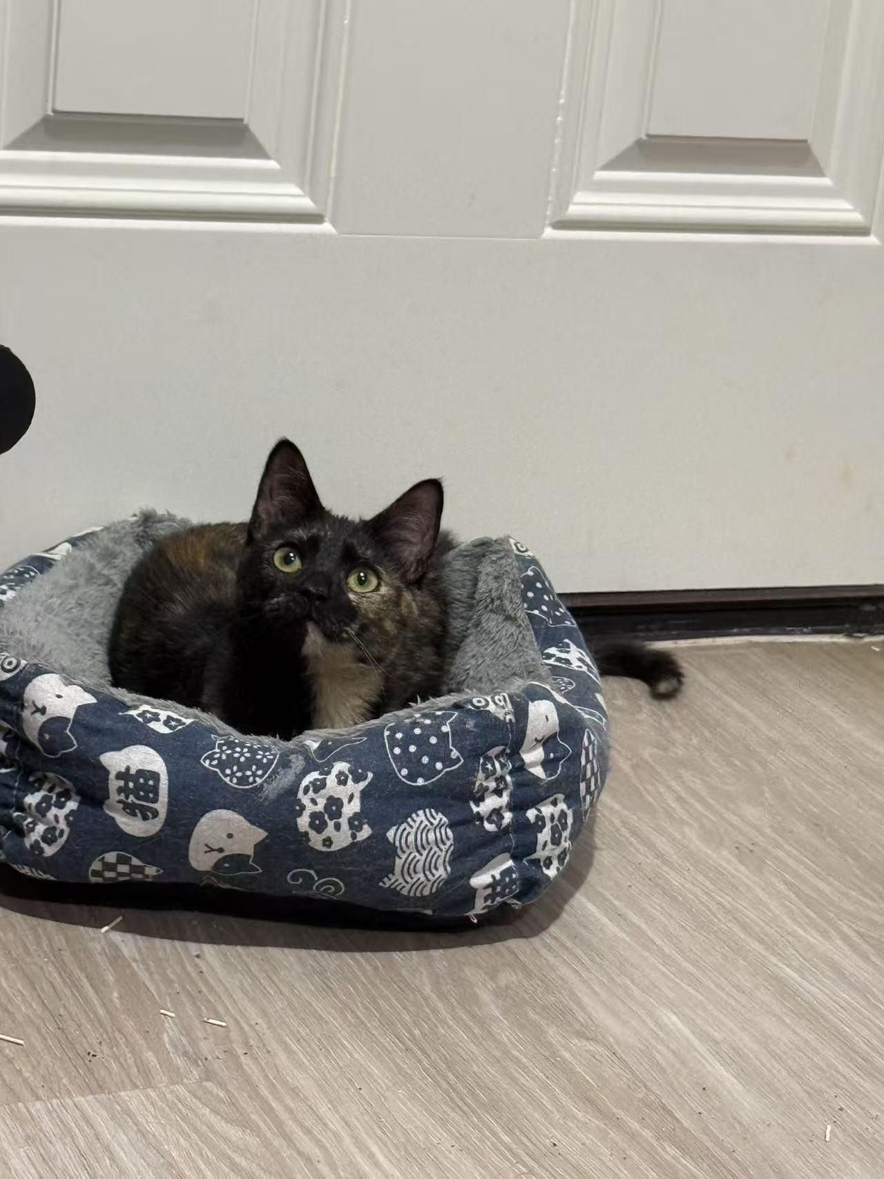 Enlarge Oliver & Olivia (bonded), a ADOPTABLE mixed breed in Flushing, NY image 6/6