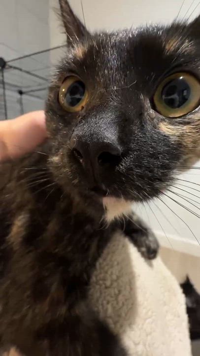 Enlarge Oliver & Olivia (bonded), a ADOPTABLE mixed breed in Flushing, NY video 5/6