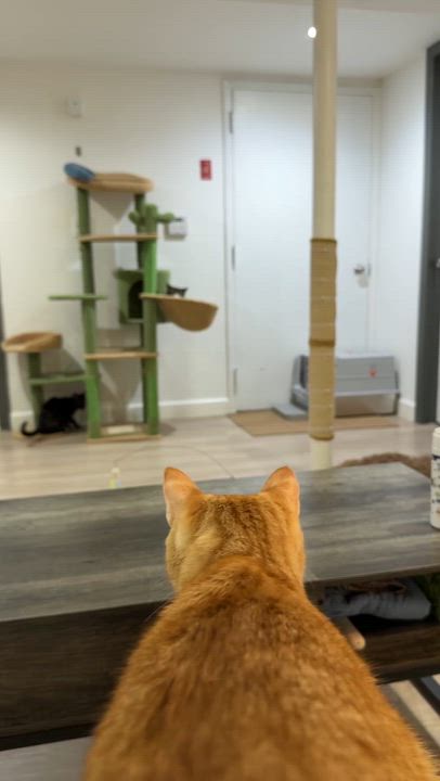 Enlarge Oliver & Olivia (bonded), a ADOPTABLE mixed breed in Flushing, NY video 4/6