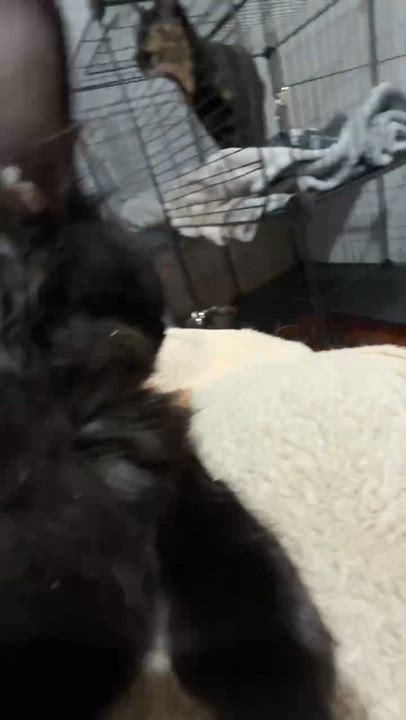 Enlarge Oliver & Olivia (bonded), a ADOPTABLE mixed breed in Flushing, NY video 3/6