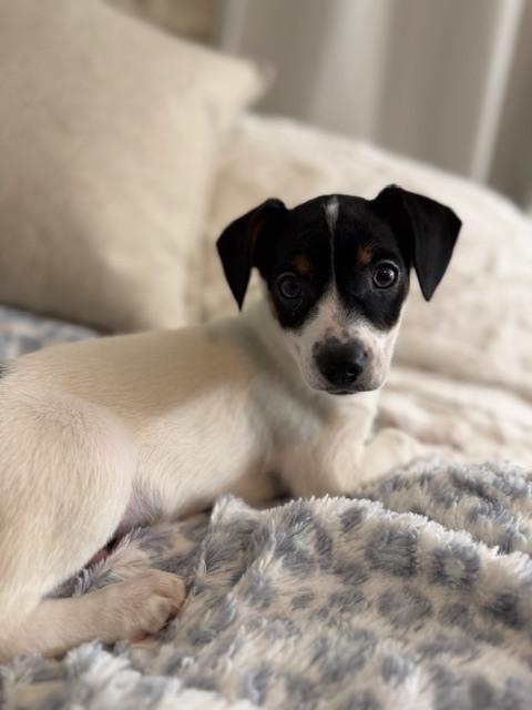 Murphy, Adoptable, Puppy Male Jack Russell Terrier & Mixed Breed.