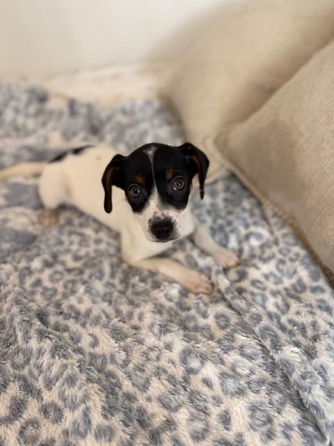 Murphy, a Adoptable mixed breed in Irwin, PA image 2/6