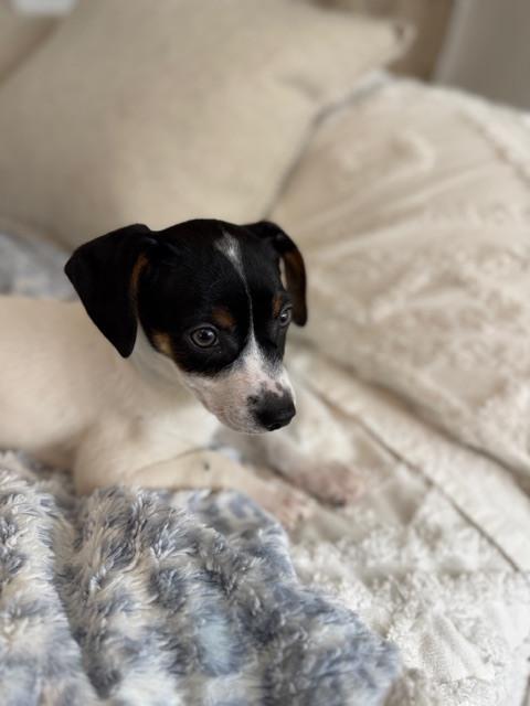 Murphy, a Adoptable mixed breed in Irwin, PA image 3/6