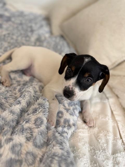 Murphy, a Adoptable mixed breed in Irwin, PA image 4/6