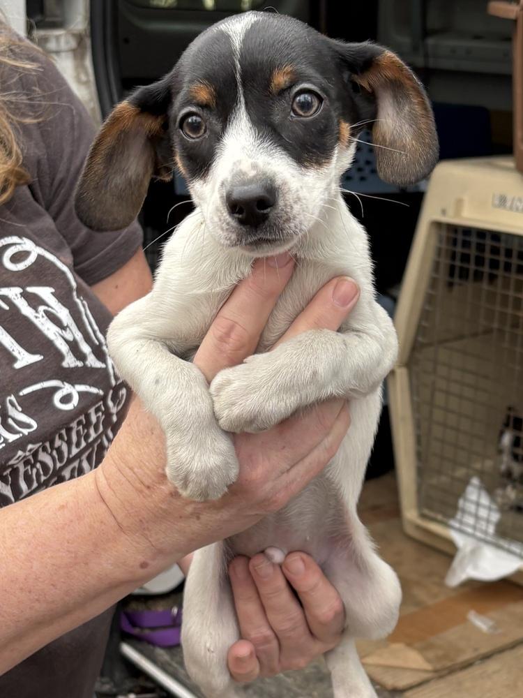 Murphy, a Adoptable mixed breed in Irwin, PA image 5/6