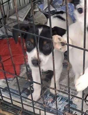 Murphy, a Adoptable mixed breed in Irwin, PA image 6/6