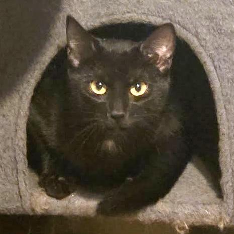 Enlarge Clark, a ADOPTABLE Domestic Short Hair in Pittsburgh, PA image 4/5