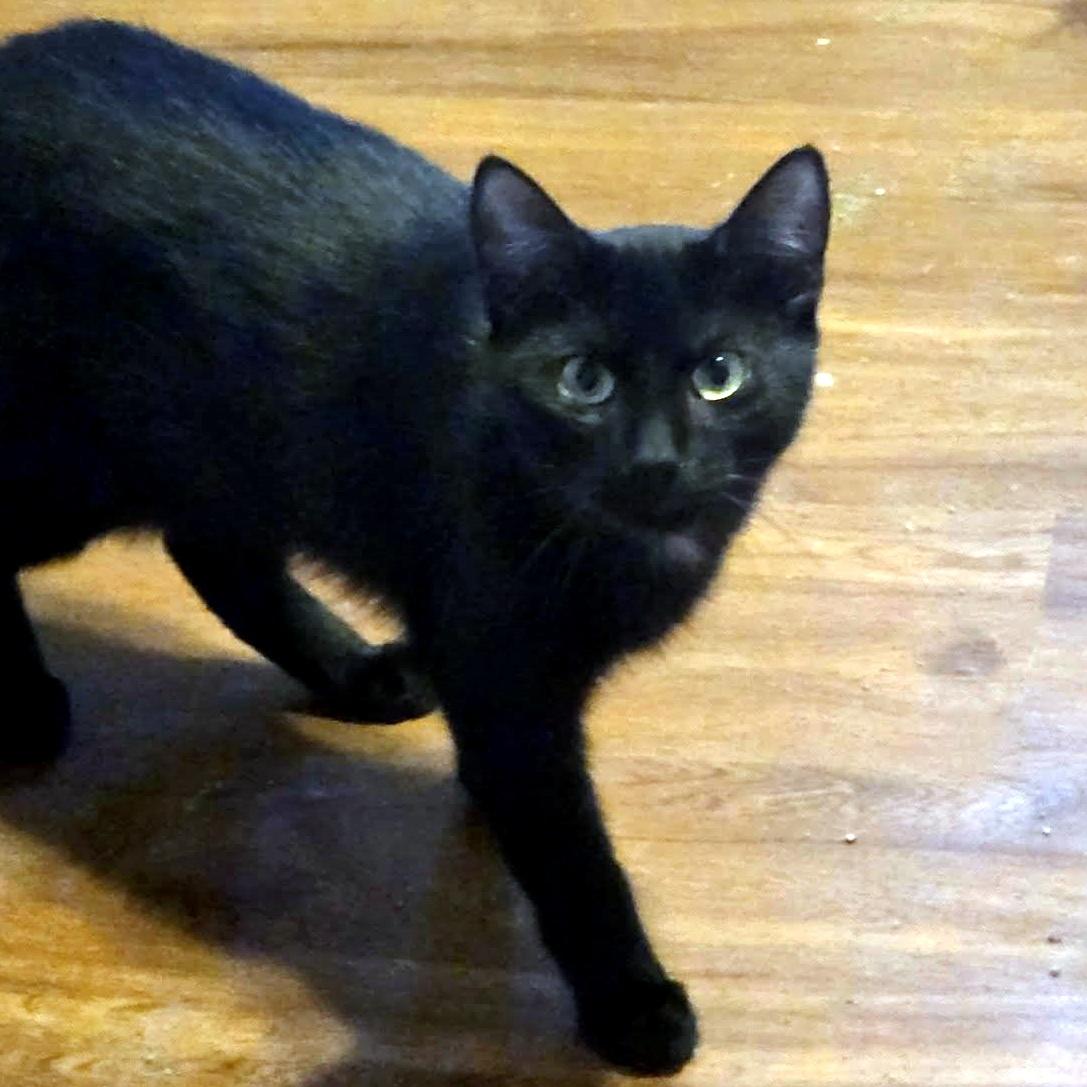 Clark, ADOPTABLE, Kitten Male Domestic Short Hair.