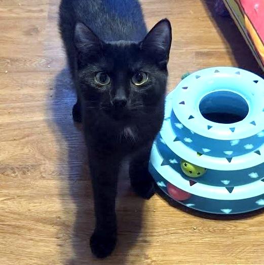 Enlarge Clark, a ADOPTABLE Domestic Short Hair in Pittsburgh, PA image 2/5