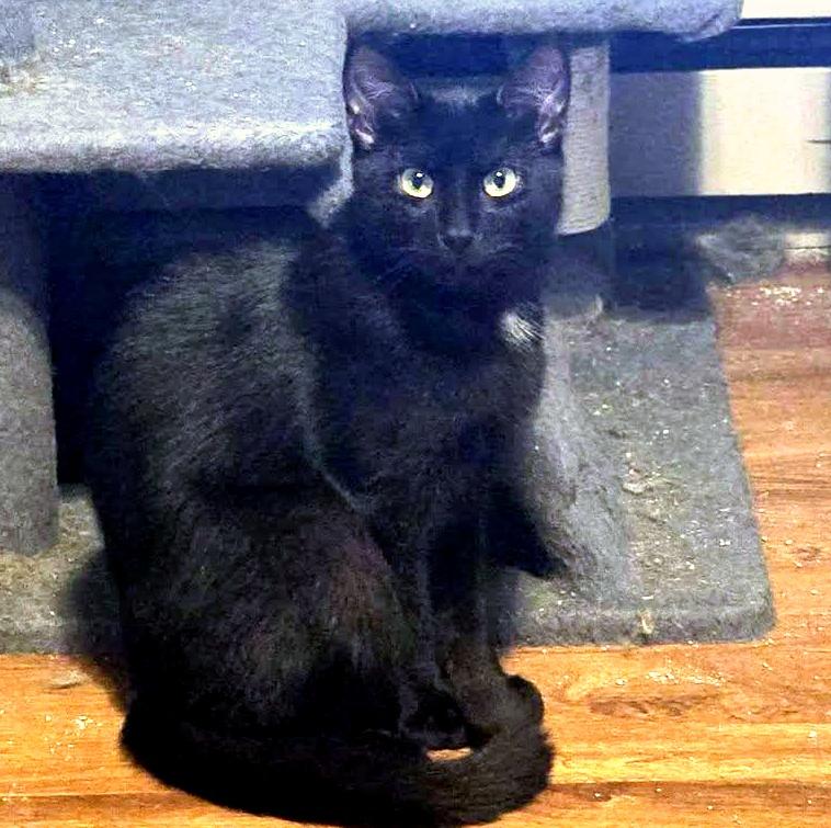 Enlarge Clark, a ADOPTABLE Domestic Short Hair in Pittsburgh, PA image 3/5