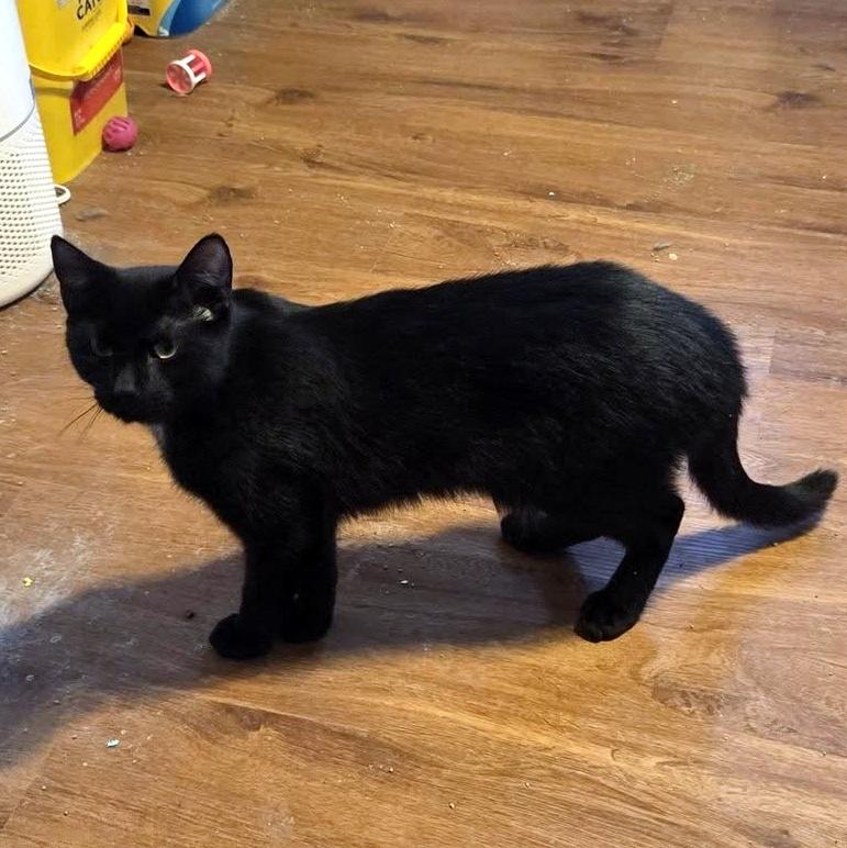 Enlarge Clark, a ADOPTABLE Domestic Short Hair in Pittsburgh, PA image 5/5