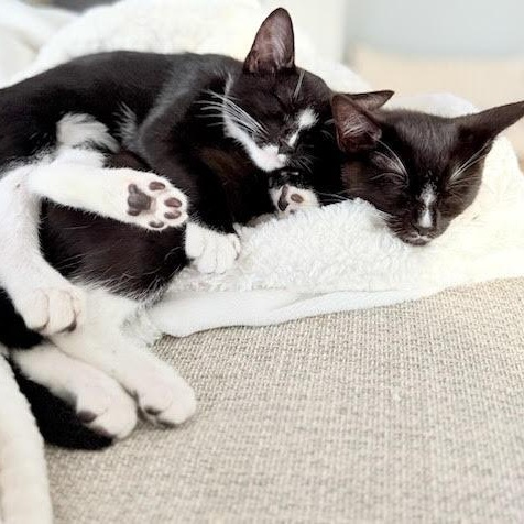 Dilly & Petey - Twice the Fun!, Baby Male Domestic Short Hair