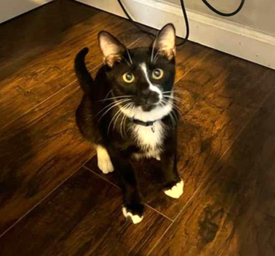 Maverick #it-takes-a-village-litter