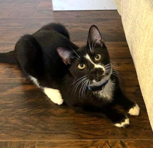 Maverick #it-takes-a-village-litter