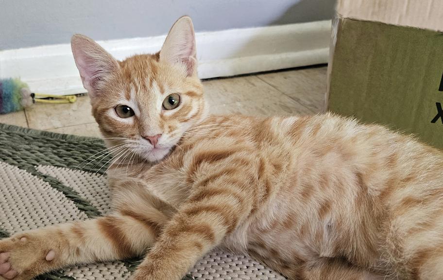 Enlarge Sweet Gentle Kitten Tangerine, a ADOPTABLE Tabby in Metairie, LA image 2/6