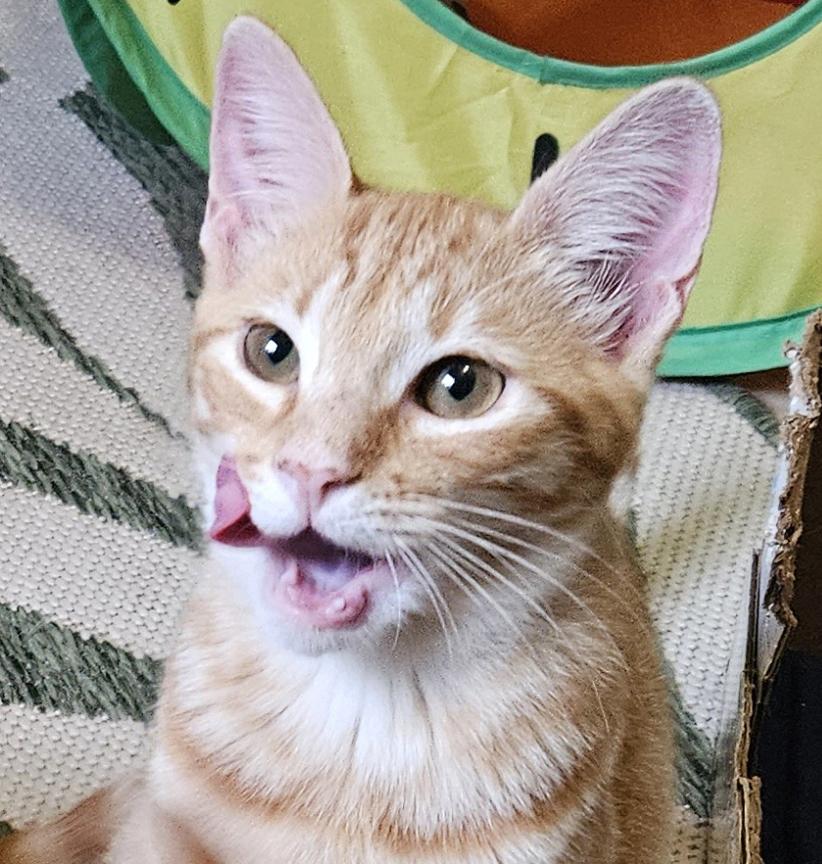 Enlarge Sweet Gentle Kitten Tangerine, a ADOPTABLE Tabby in Metairie, LA image 5/6