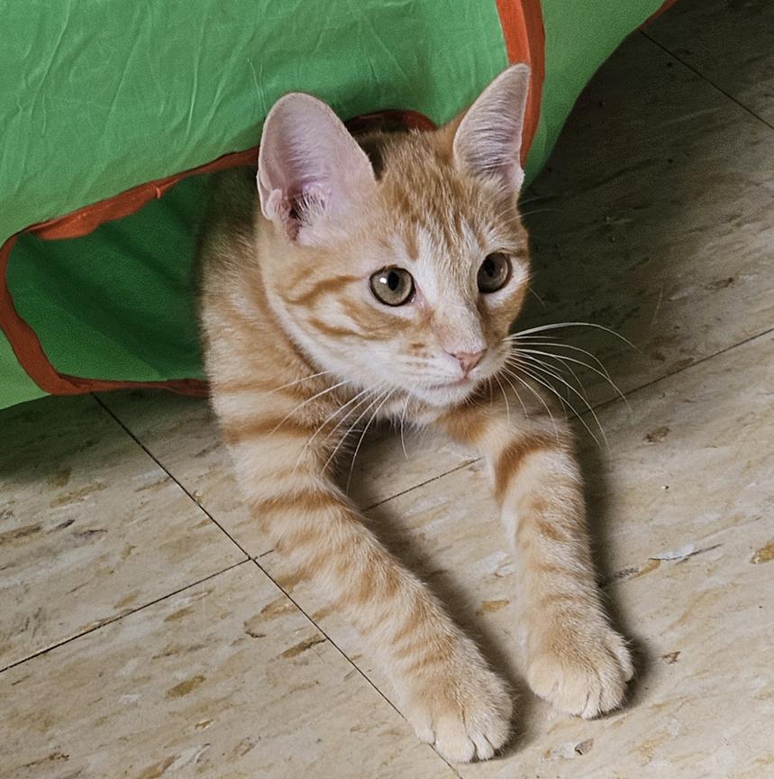 Enlarge Sweet Gentle Kitten Tangerine, a ADOPTABLE Tabby in Metairie, LA image 4/6