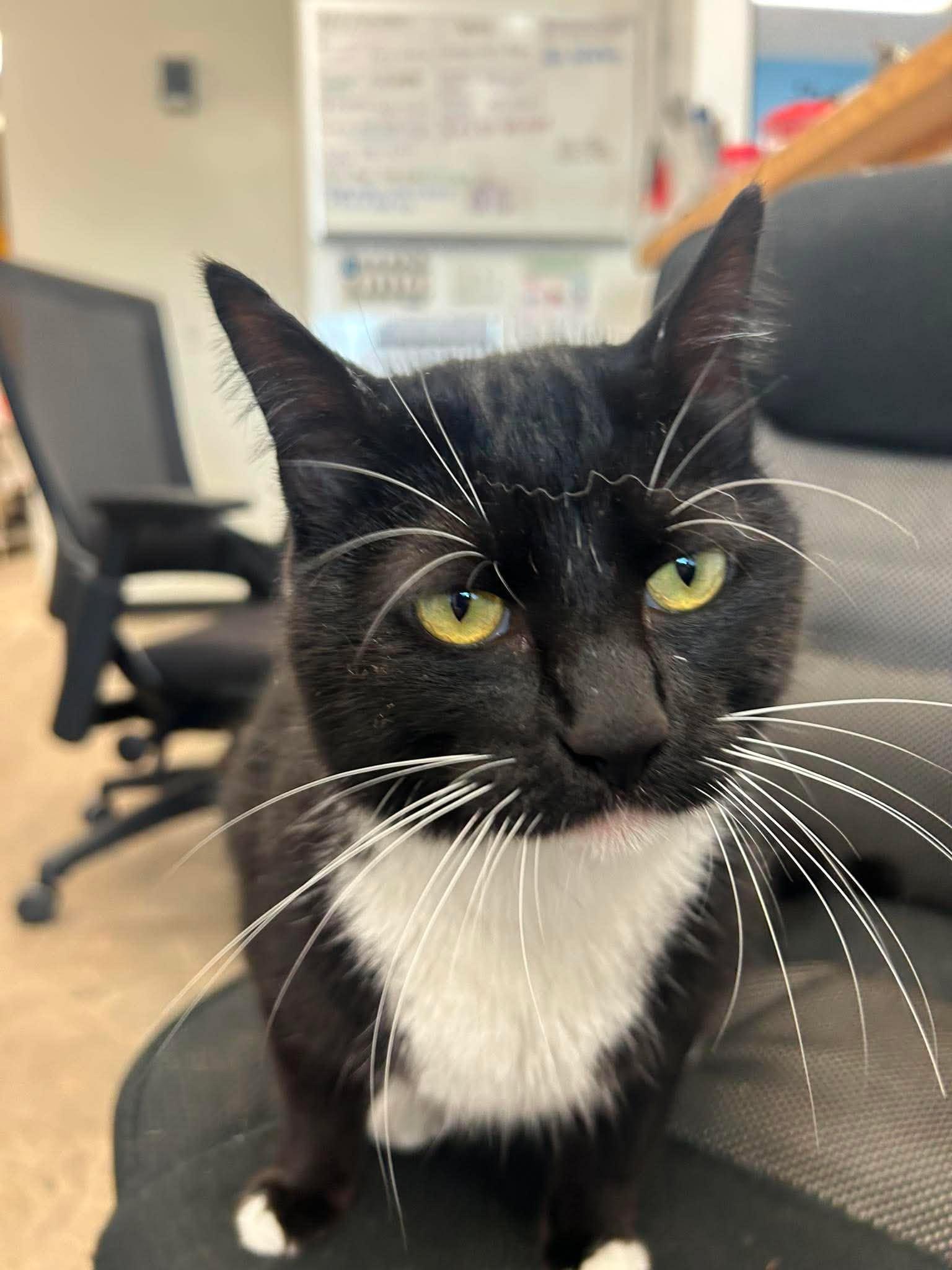 Enlarge Benjamin, a ADOPTABLE Domestic Short Hair in Roosevelt, UT image 1/3