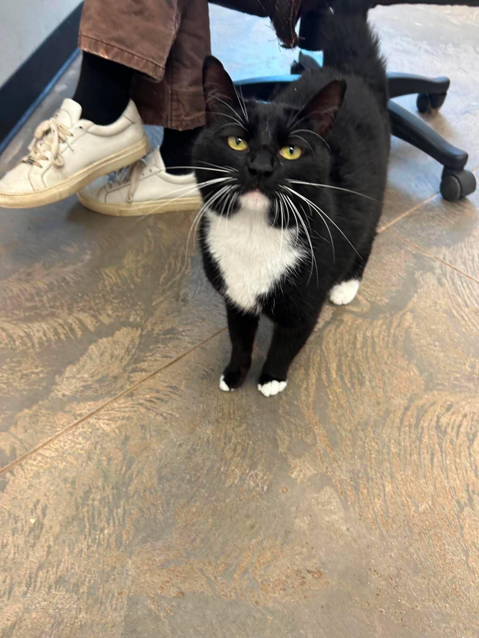 Enlarge Benjamin, a ADOPTABLE Domestic Short Hair in Roosevelt, UT image 2/3