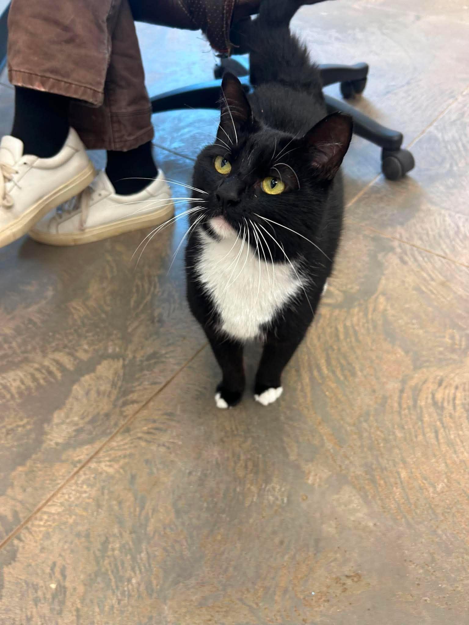 Enlarge Benjamin, a ADOPTABLE Domestic Short Hair in Roosevelt, UT image 3/3