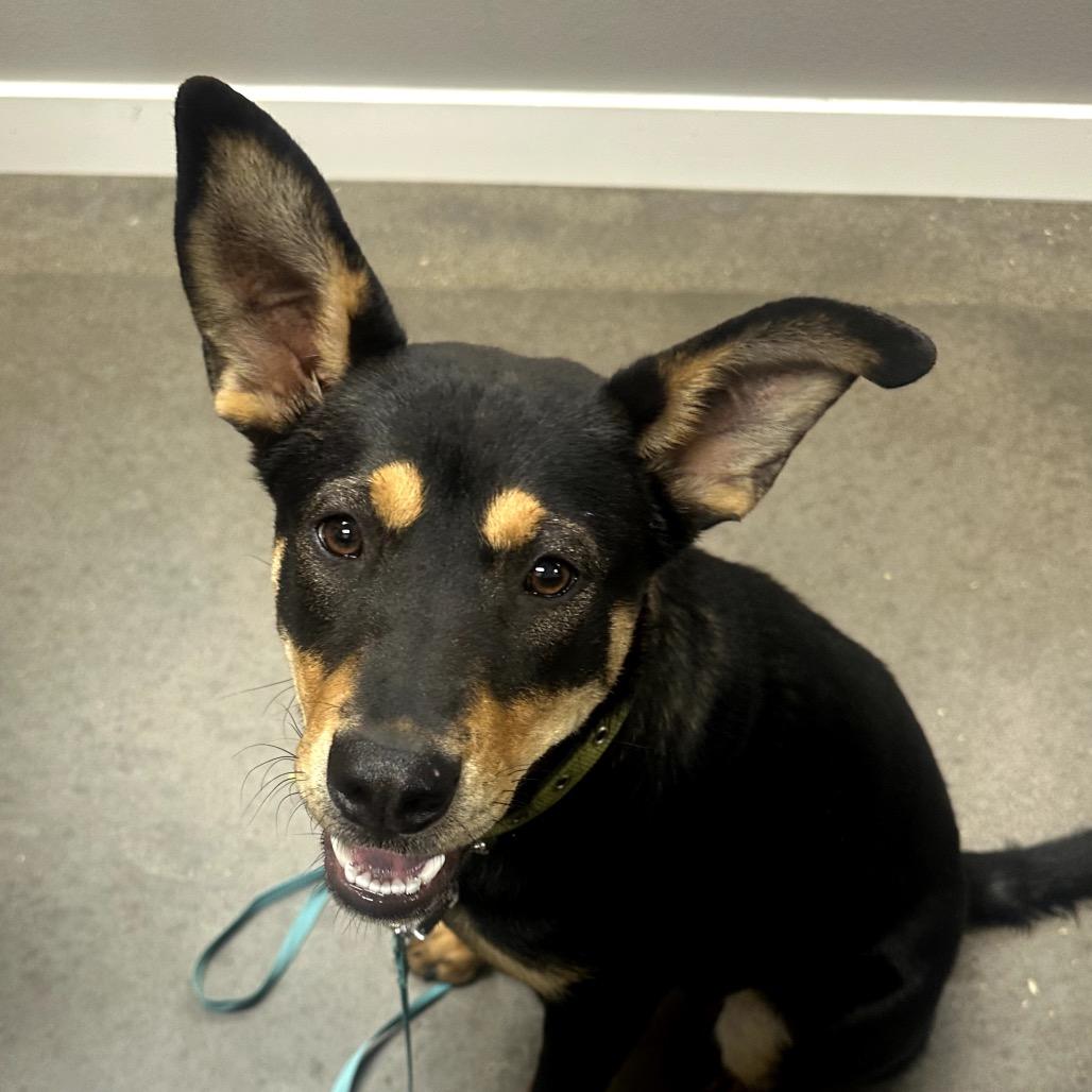 Ruth, Adoptable, Young Female Shepherd.