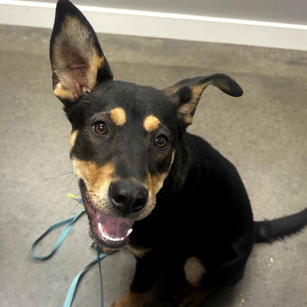 Enlarge Ruth, a Adoptable Shepherd in Midland, TX image 2/2