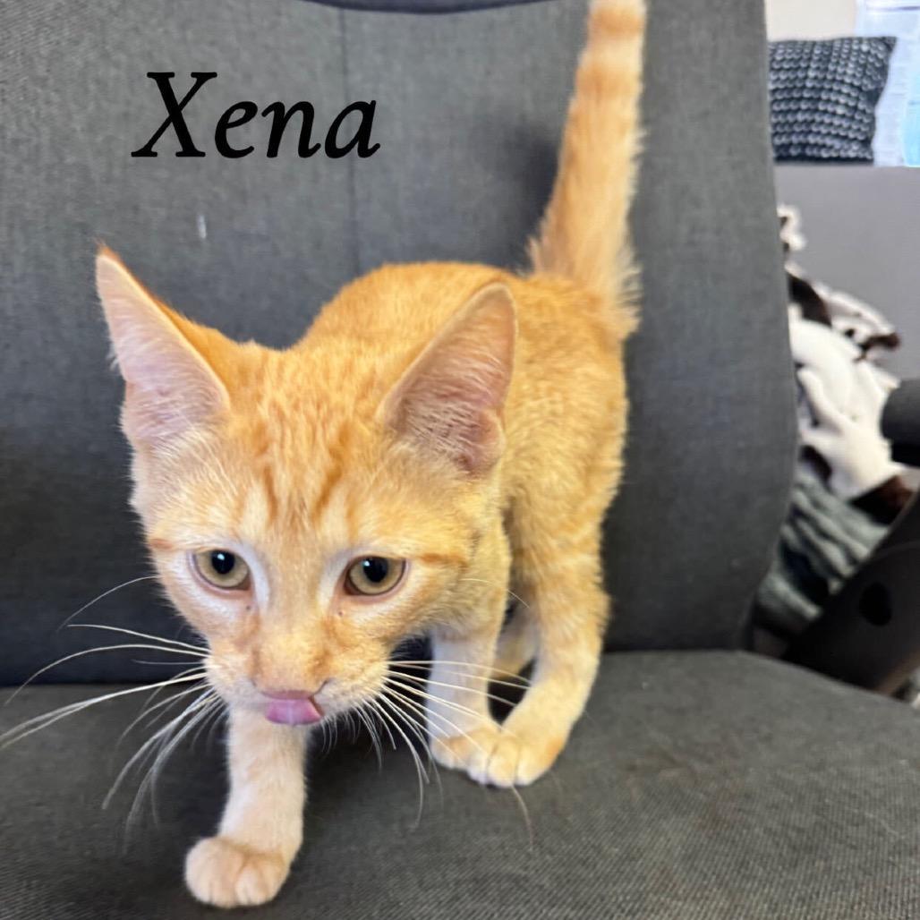 Xena, Adoptable, Kitten Female Domestic Short Hair.