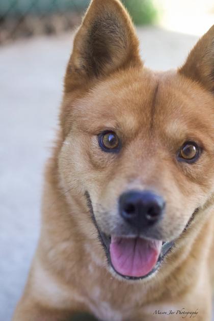 Diesel, Adoptable, Adult Male Mixed Breed & Mixed Breed.