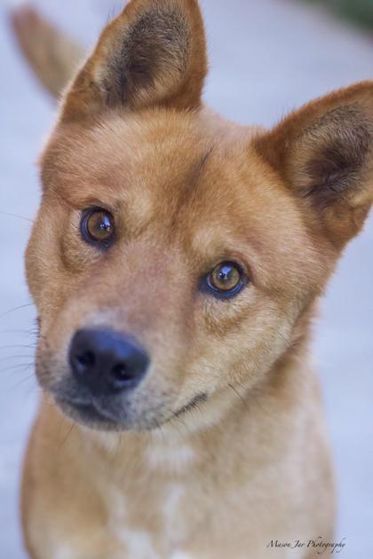 Diesel, Adoptable, Adult Male Mixed Breed & Mixed Breed.