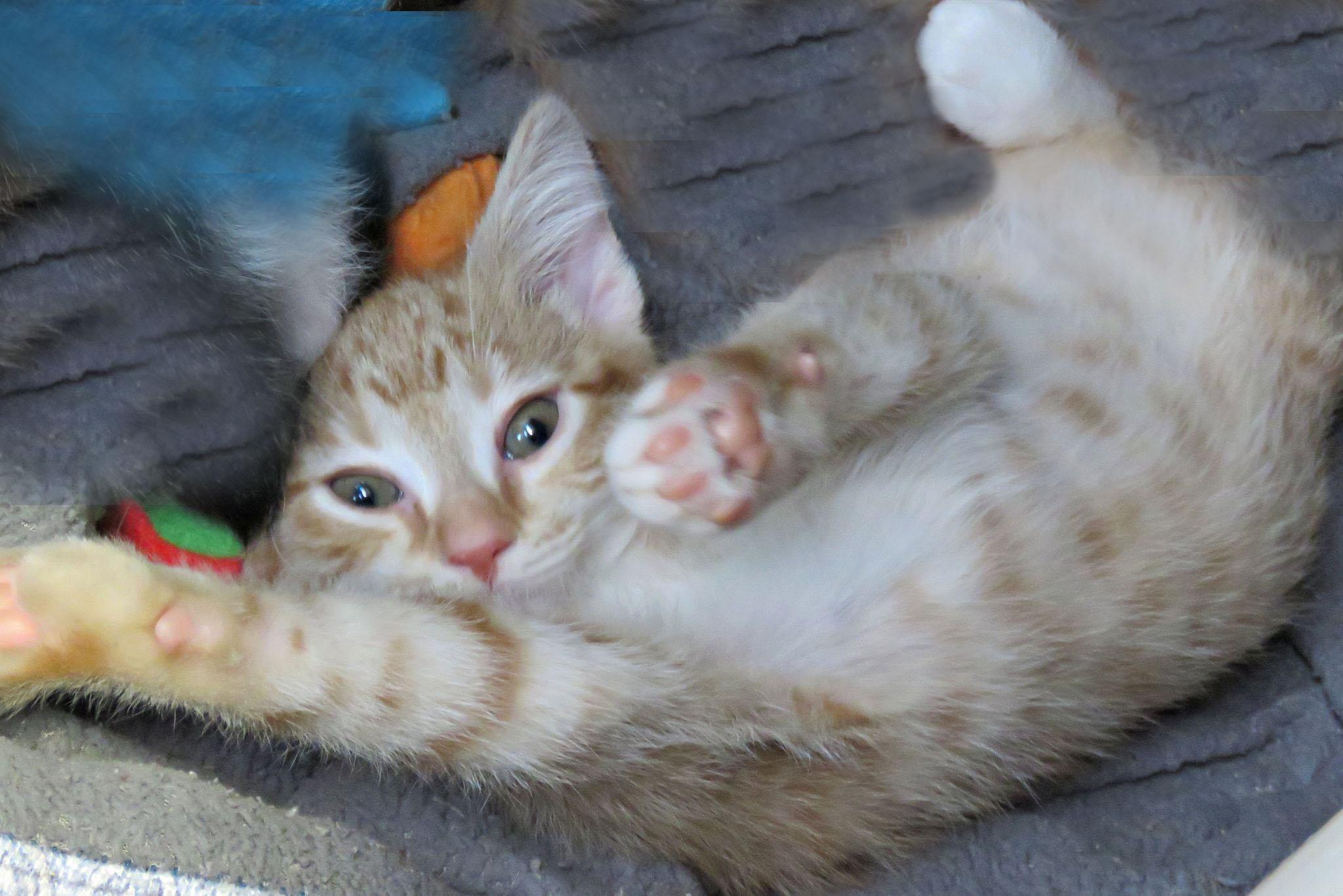 Boo, a ADOPTABLE mixed breed in Lexington, VA image 3/3