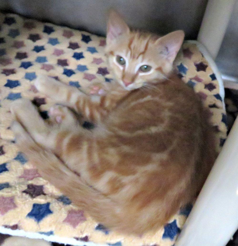 Boo, a ADOPTABLE mixed breed in Lexington, VA image 2/3