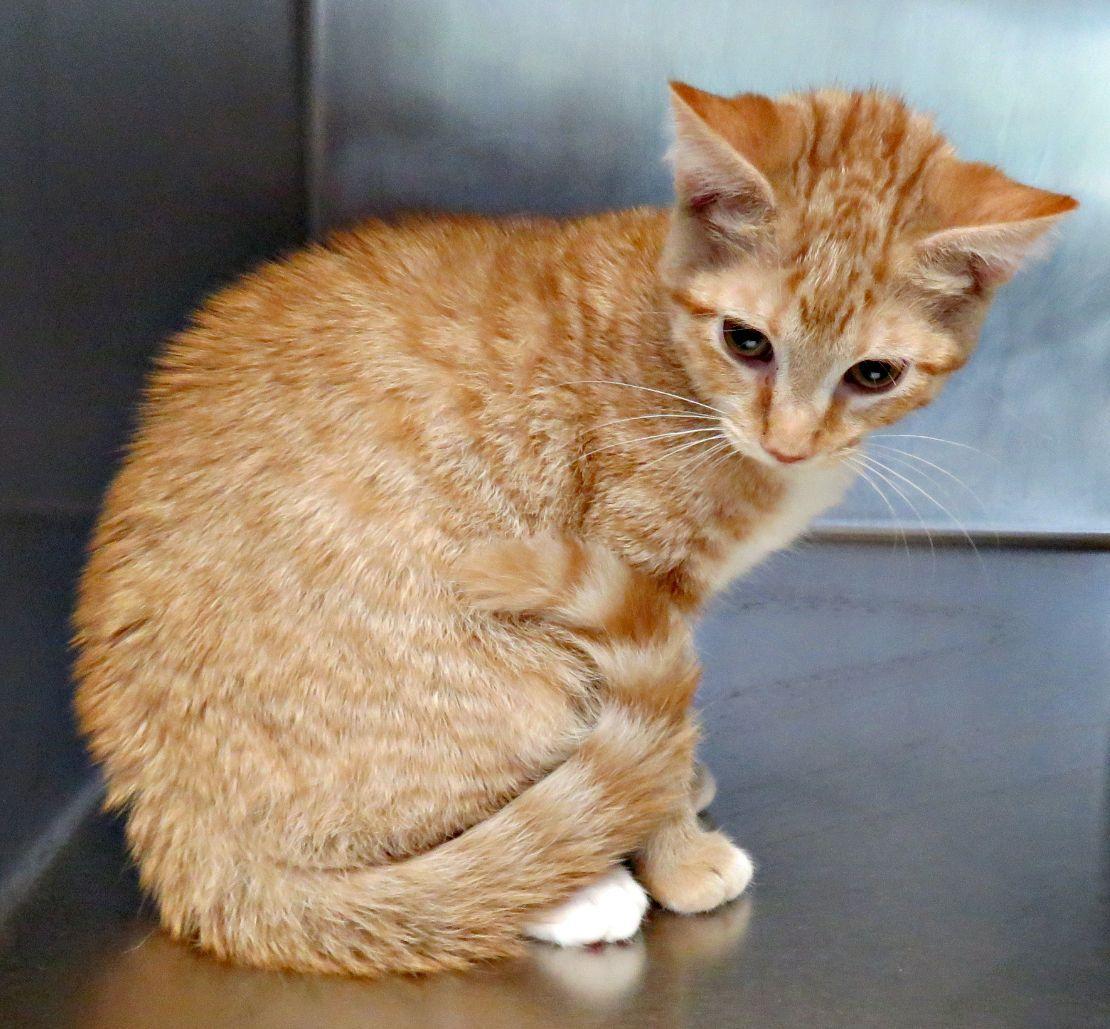 Boo, ADOPTABLE, Kitten Male Domestic Short Hair.