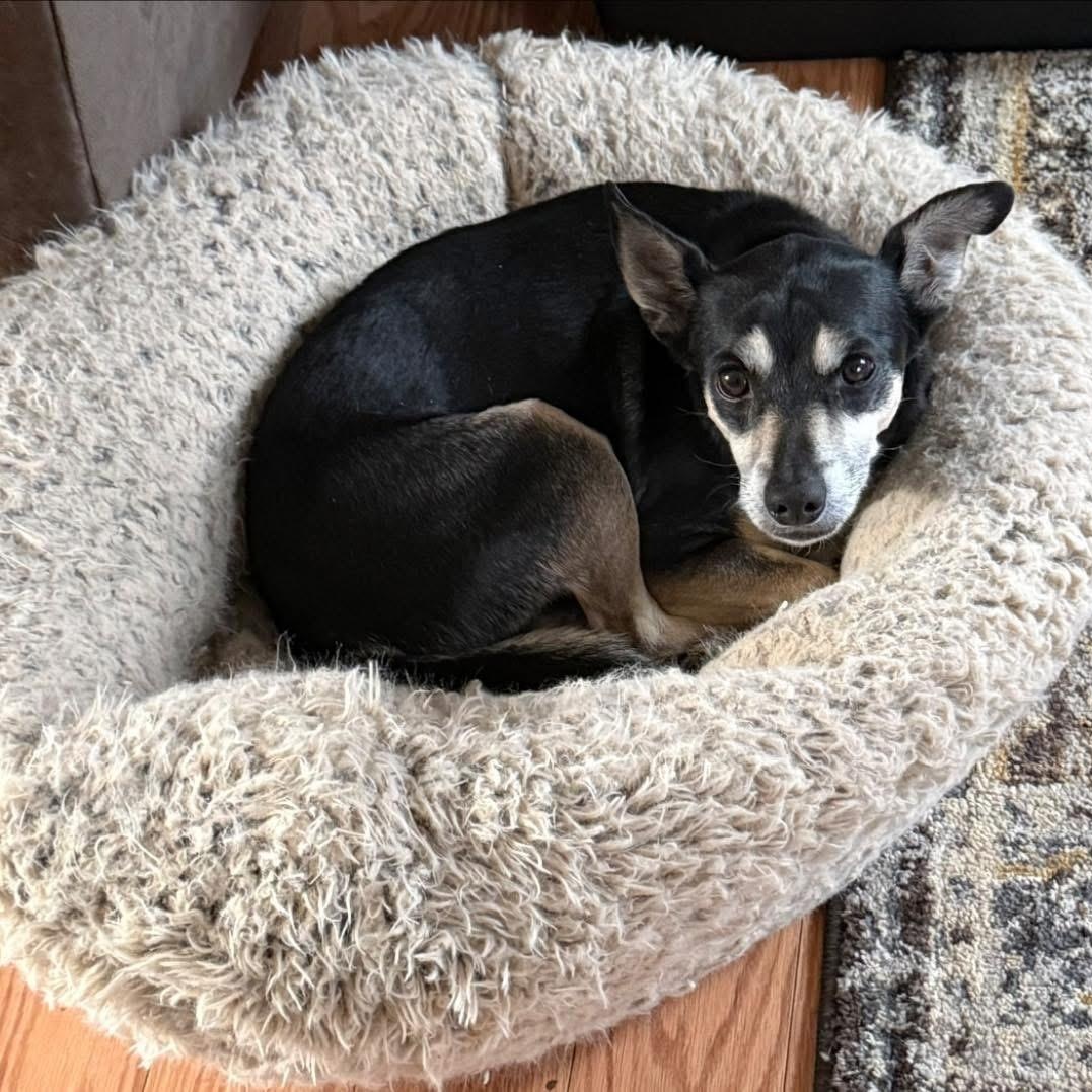 Enlarge Jack, a ADOPTABLE mixed breed in McHenry, IL image 4/4