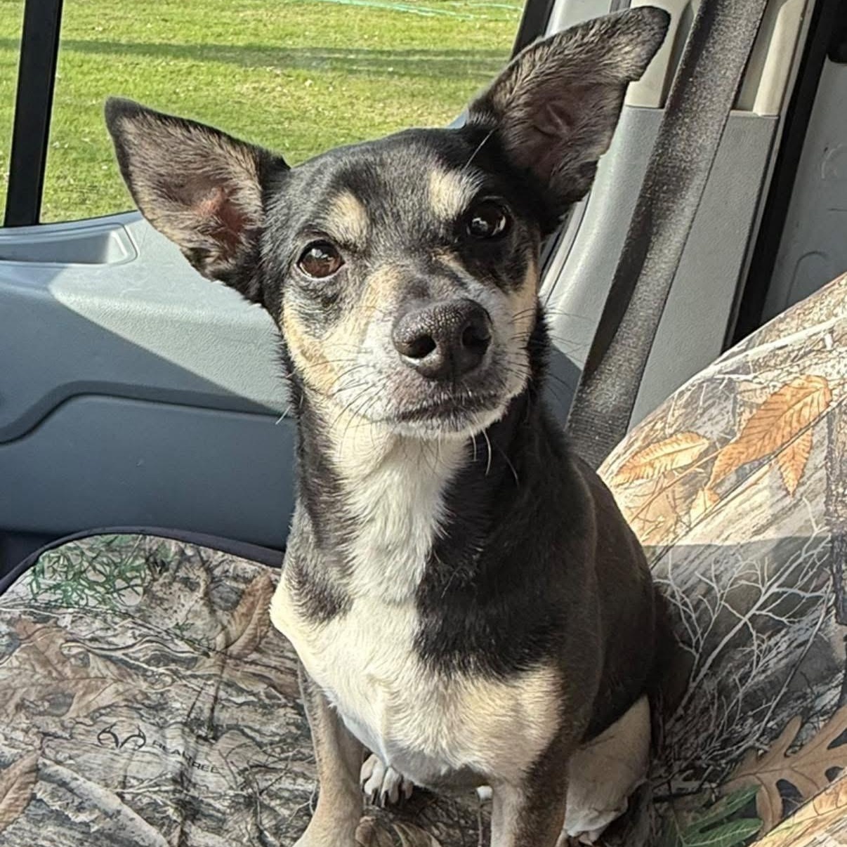 Jack, ADOPTABLE, Adult Male Miniature Pinscher.