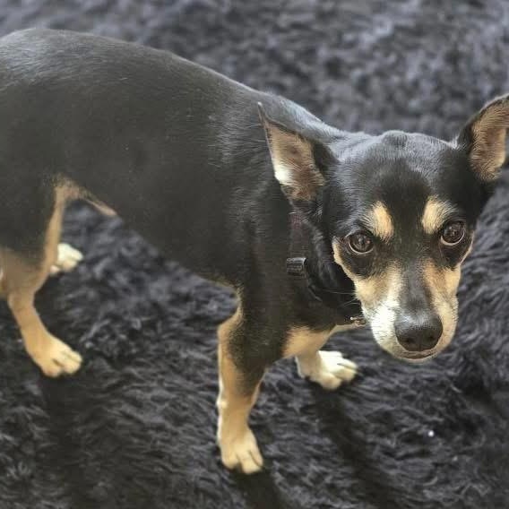 Enlarge Jack, a ADOPTABLE mixed breed in McHenry, IL image 3/4