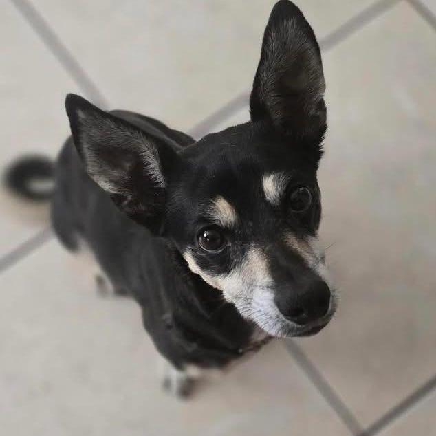 Enlarge Jack, a ADOPTABLE mixed breed in McHenry, IL image 2/4