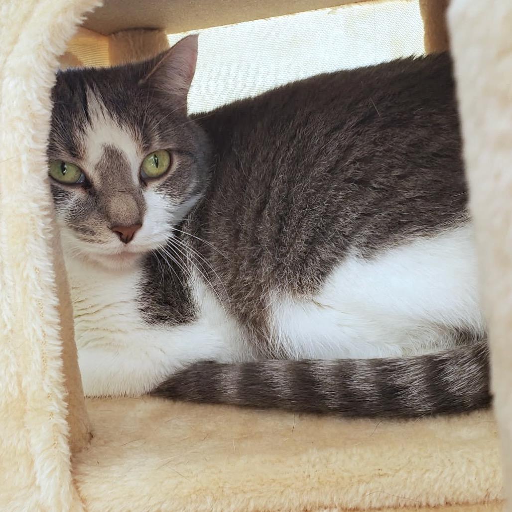 Arlo, a Adoptable Domestic Short Hair in Rochester, MN image 1/4