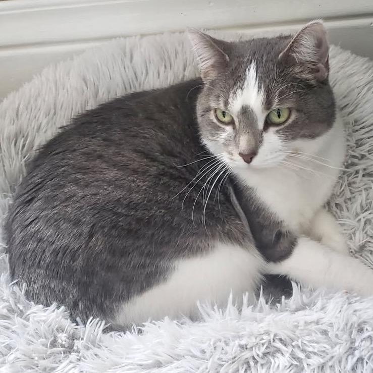 Arlo, a Adoptable Domestic Short Hair in Rochester, MN image 2/4