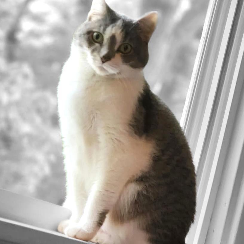 Arlo, a Adoptable Domestic Short Hair in Rochester, MN image 3/4