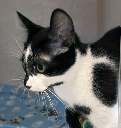 Enlarge Marcel, a Adopted mixed breed in Salem, NH image 1/3