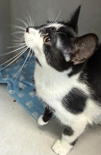 Enlarge Marcel, a Adopted mixed breed in Salem, NH image 3/3