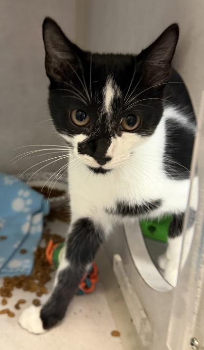 Enlarge Marcel, a Adopted mixed breed in Salem, NH image 2/3