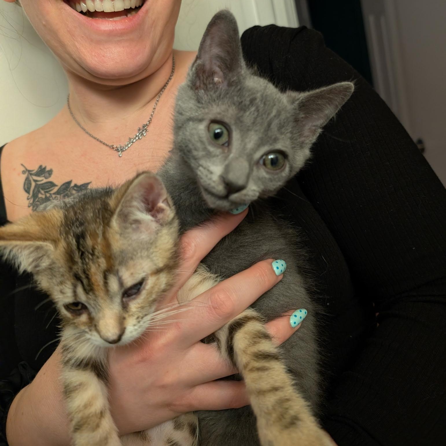 Carl and Princess Donut, Adoptable, Kitten Female Domestic Short Hair.