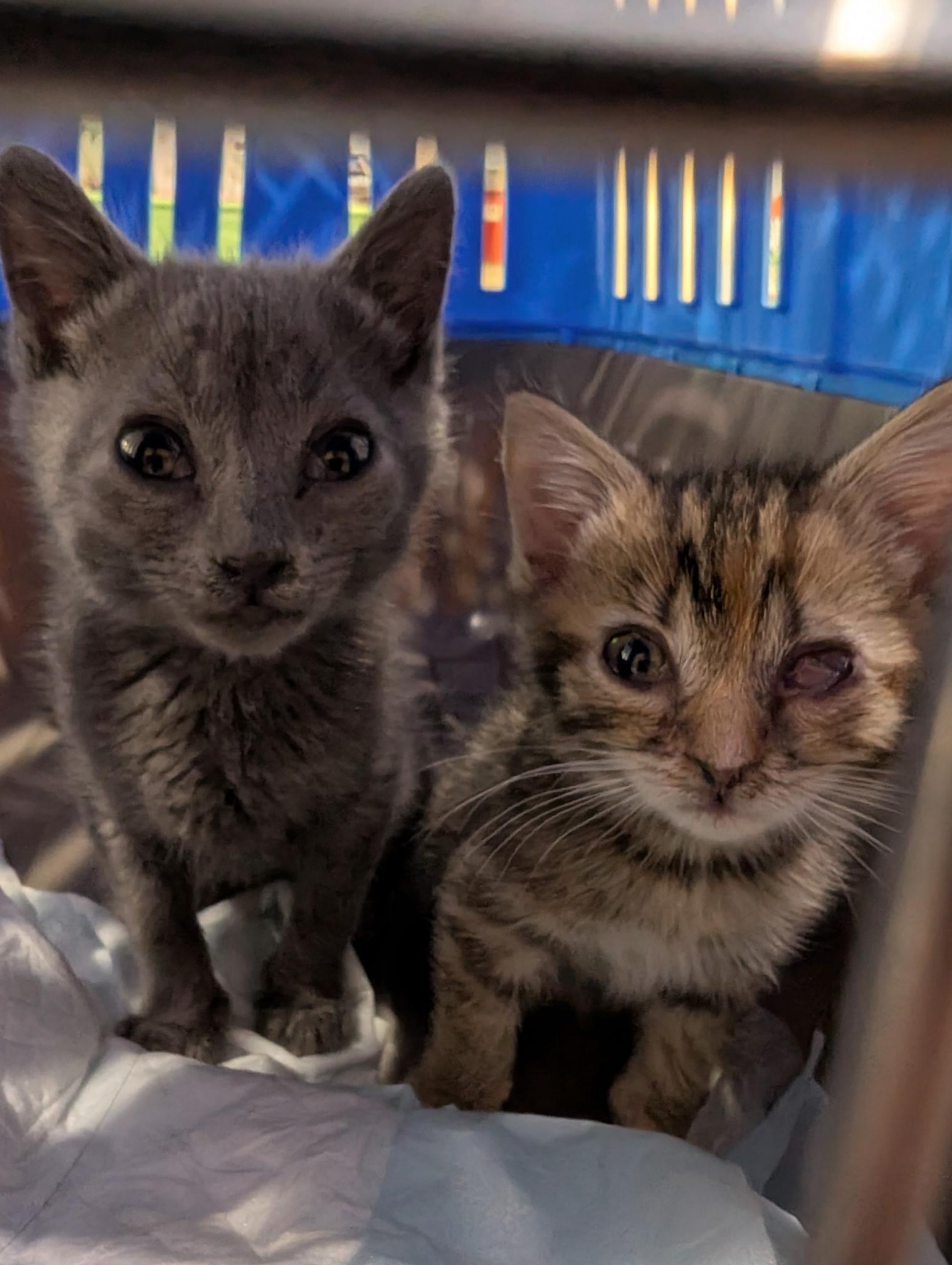 Enlarge Carl and Princess Donut, a Adoptable Domestic Short Hair in Philadelphia, PA image 3/6