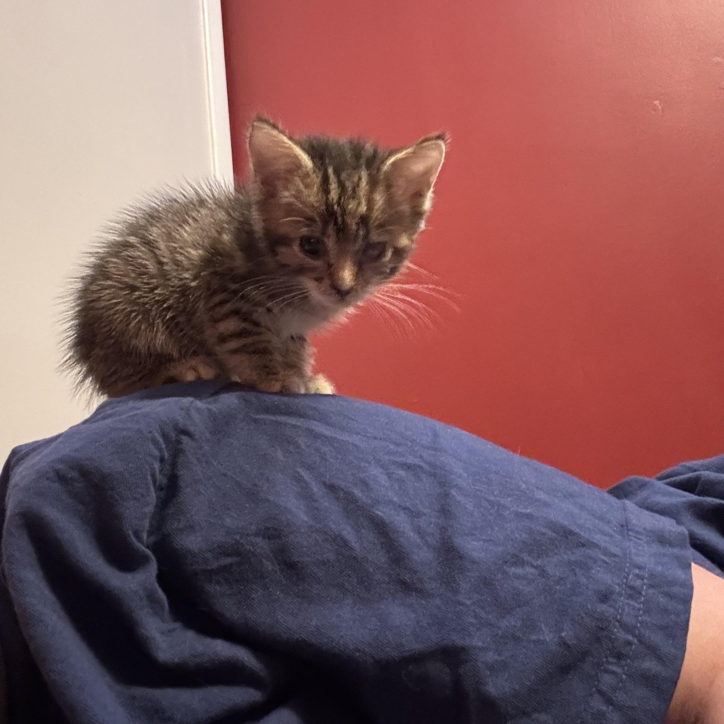 Enlarge Carl and Princess Donut, a Adoptable Domestic Short Hair in Philadelphia, PA image 4/6