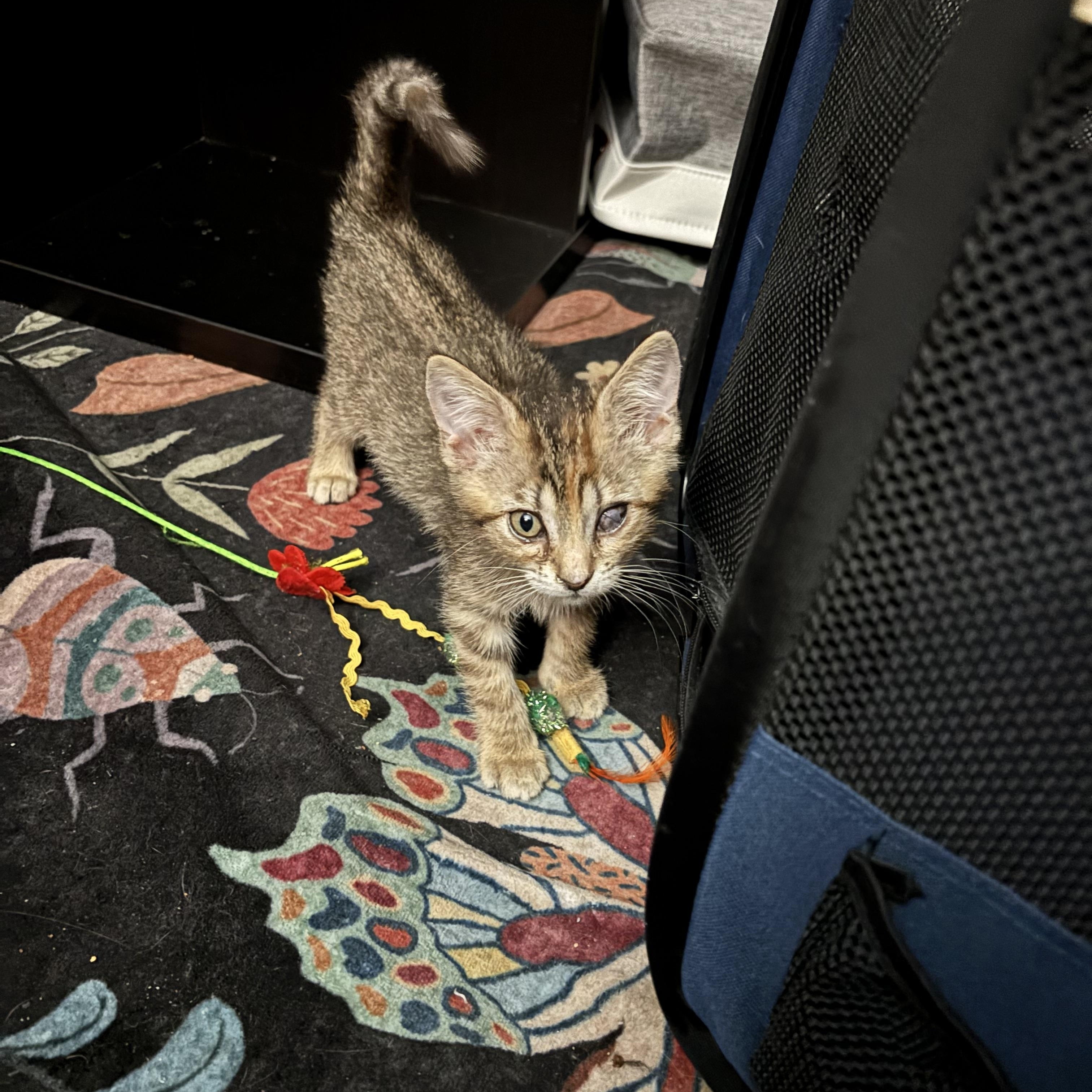 Enlarge Carl and Princess Donut, a Adoptable Domestic Short Hair in Philadelphia, PA image 2/6