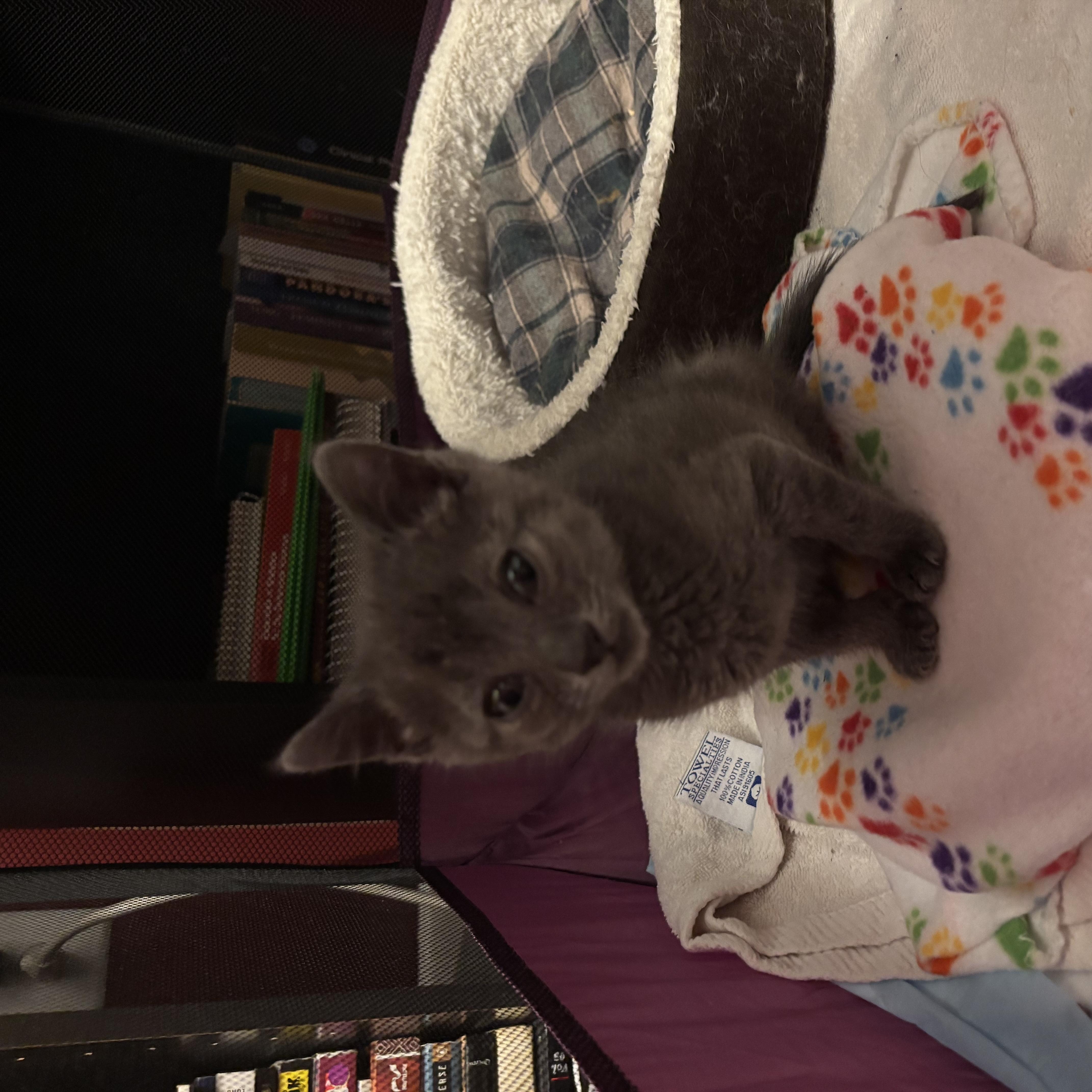 Enlarge Carl and Princess Donut, a Adoptable Domestic Short Hair in Philadelphia, PA image 5/6