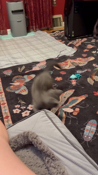 Enlarge Carl and Princess Donut, a Adoptable Domestic Short Hair in Philadelphia, PA video 6/6