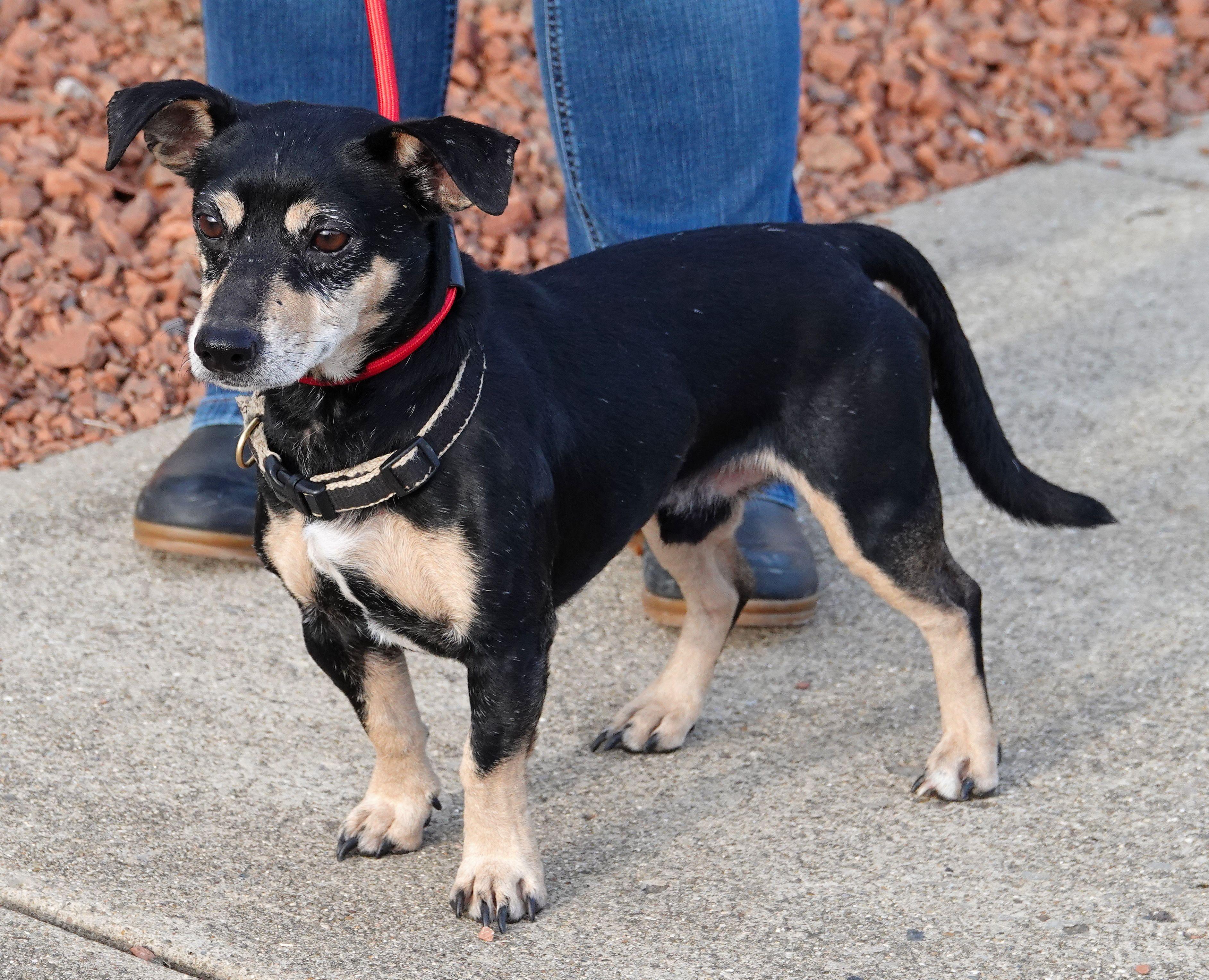 Klaus, Adoptable, Senior Male Dachshund.