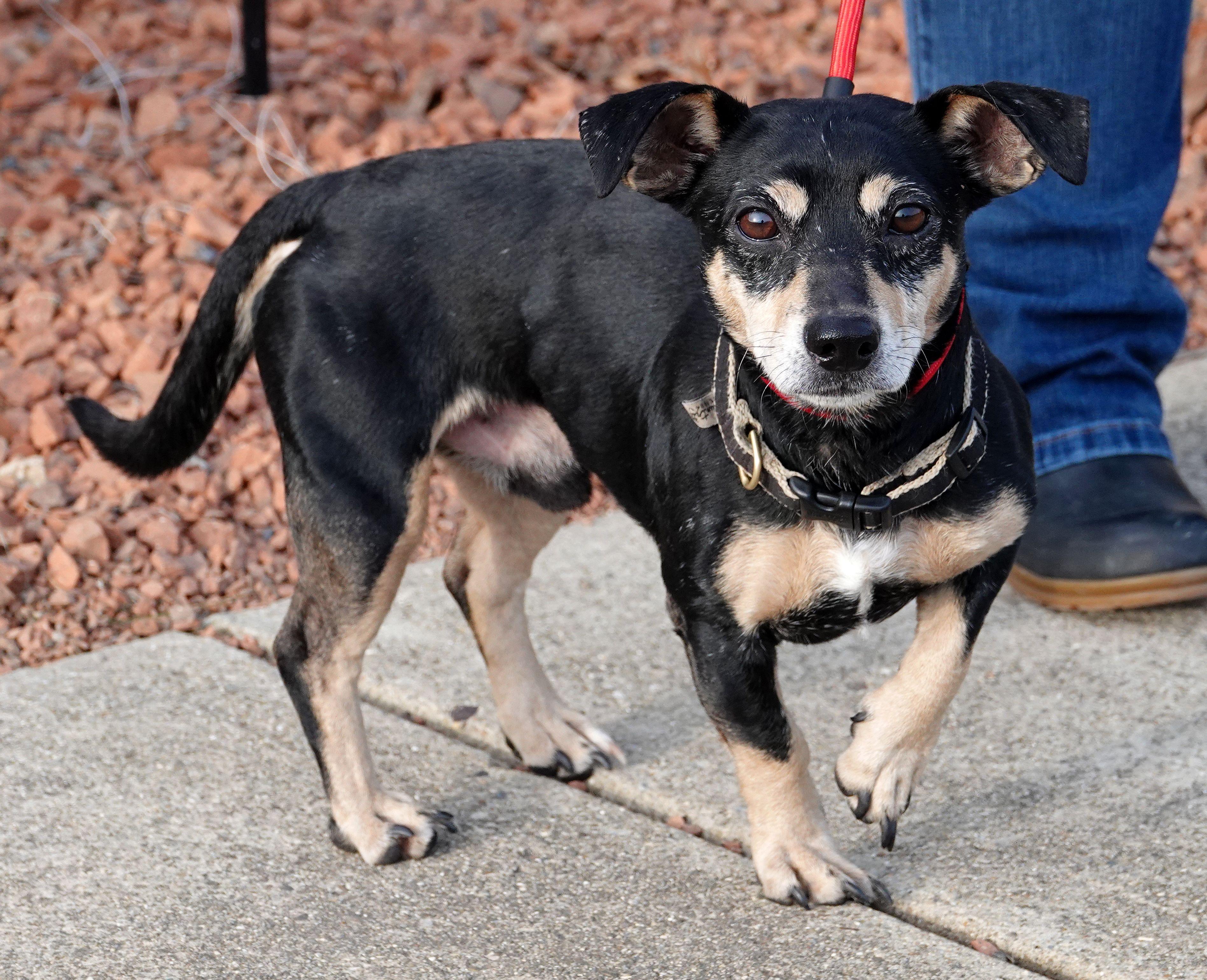 Enlarge Klaus, a Adoptable mixed breed in Millfield, OH image 2/3
